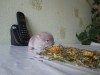 1нед